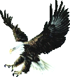 dessin eagle