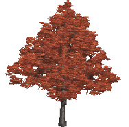 des feuilles marrons