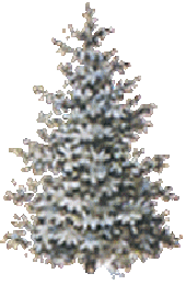Sapin blanc avec neige blanche