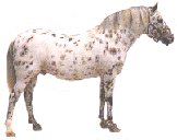 cheval blanc