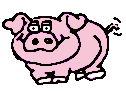 animal porc