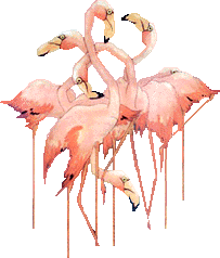 flamant rose en vol