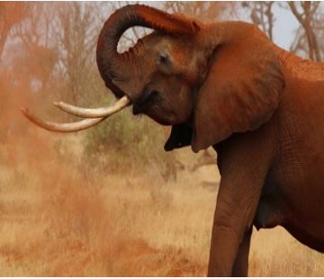 photo afrique avec elephant