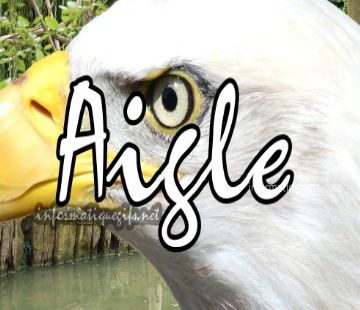 Photo aigle animal