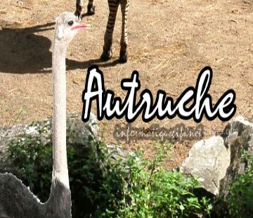 Photo autruche animal