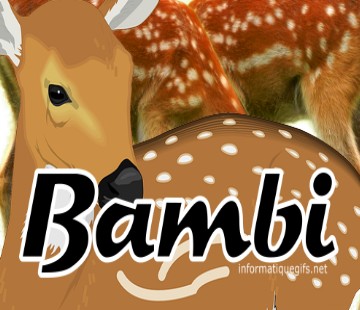 photo de bambi