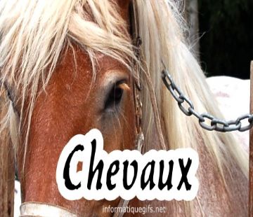 des chevaux