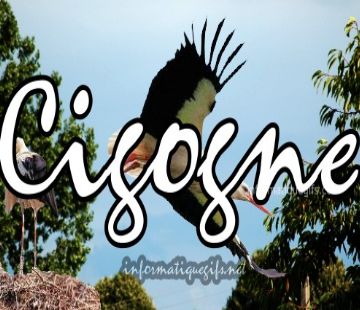 La cigogne