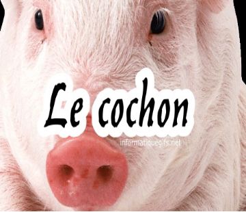 image cochon porc