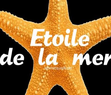 etoile de mer