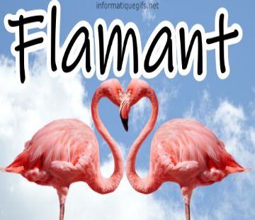 photo flamant rose