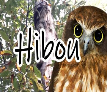 photo hibou