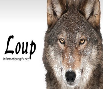 image loup chien