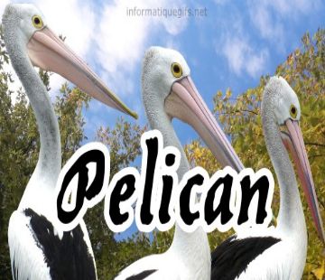 photo pelicans