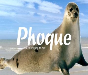 Phocidae
