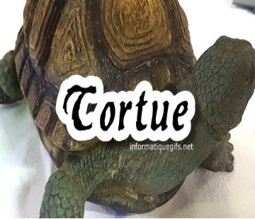 image tortue