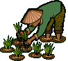 il plante des fleurs