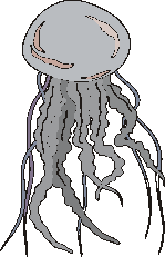 grosse meduse