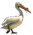 new orleans pelicans clipart