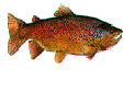 un grand brochet