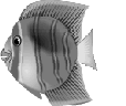 Poisson naturel