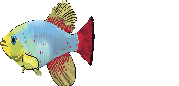 fish de mer