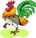 un vieux coq