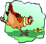 petite poule