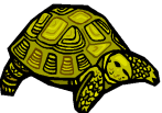 images tortues marrantes