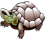 dessins de tortue