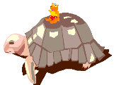 photo tortue mer