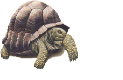 image de tortue de terre