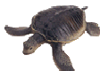 image tortue dessin