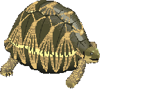 une tortue image