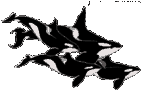 orque dans eau